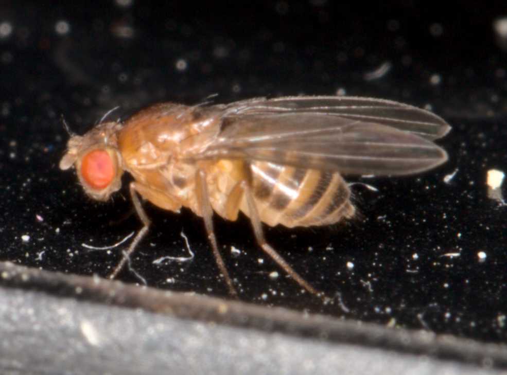 Drosophila spec. (Drosophila spec.), Lokation: Deutschland | Nordrhein-Westfalen | Heinsberg | Wassenberg Kategorien: Fliegen, Hortus rusticus, Familie: Drosophilidae (Taufliegen), Datum: 19.06.2021