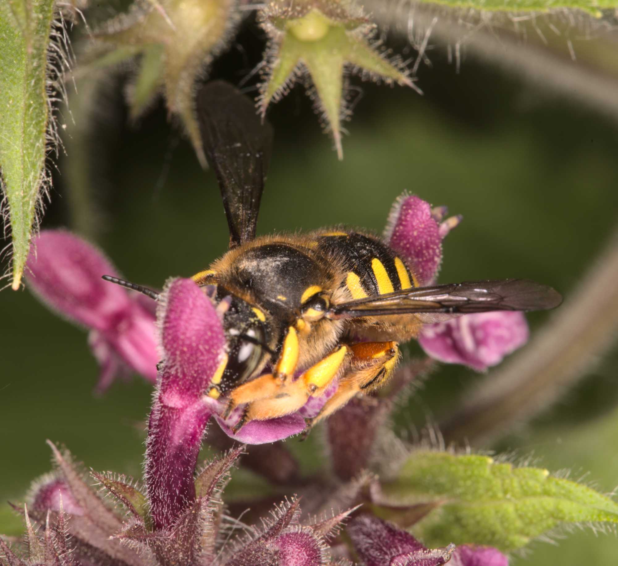 Garten-Wollbiene (Anthidium manicatum), Lokation: Deutschland | Nordrhein-Westfalen | Heinsberg | Wassenberg Kategorien: Bienen, Familie: Megachilidae (Bauchsammlerbienen), Datum: 20.06.2021