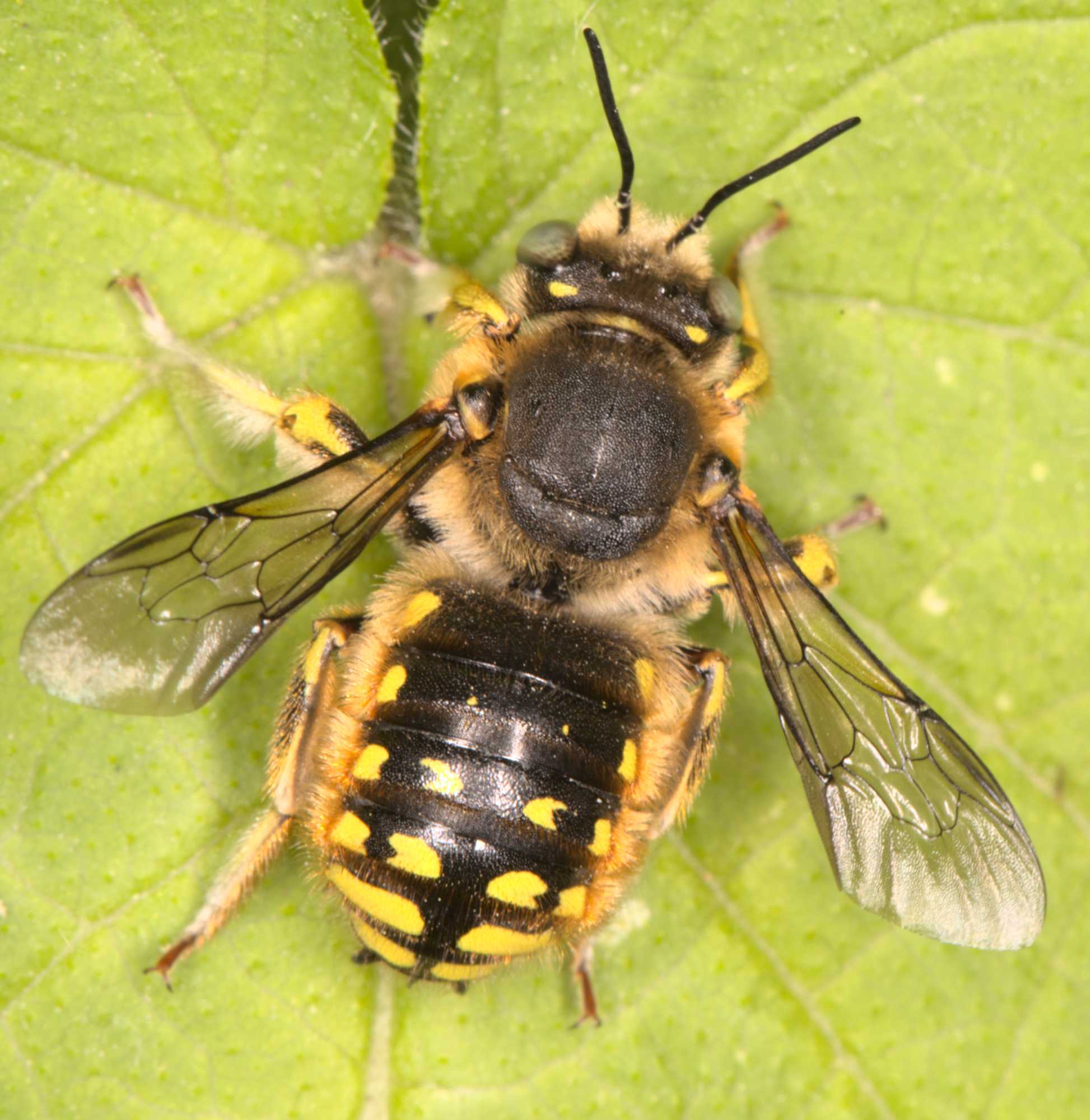 Garten-Wollbiene (Anthidium manicatum), Lokation: Deutschland | Nordrhein-Westfalen | Heinsberg | Wassenberg Kategorien: Bienen, Familie: Megachilidae (Bauchsammlerbienen), Datum: 20.06.2021