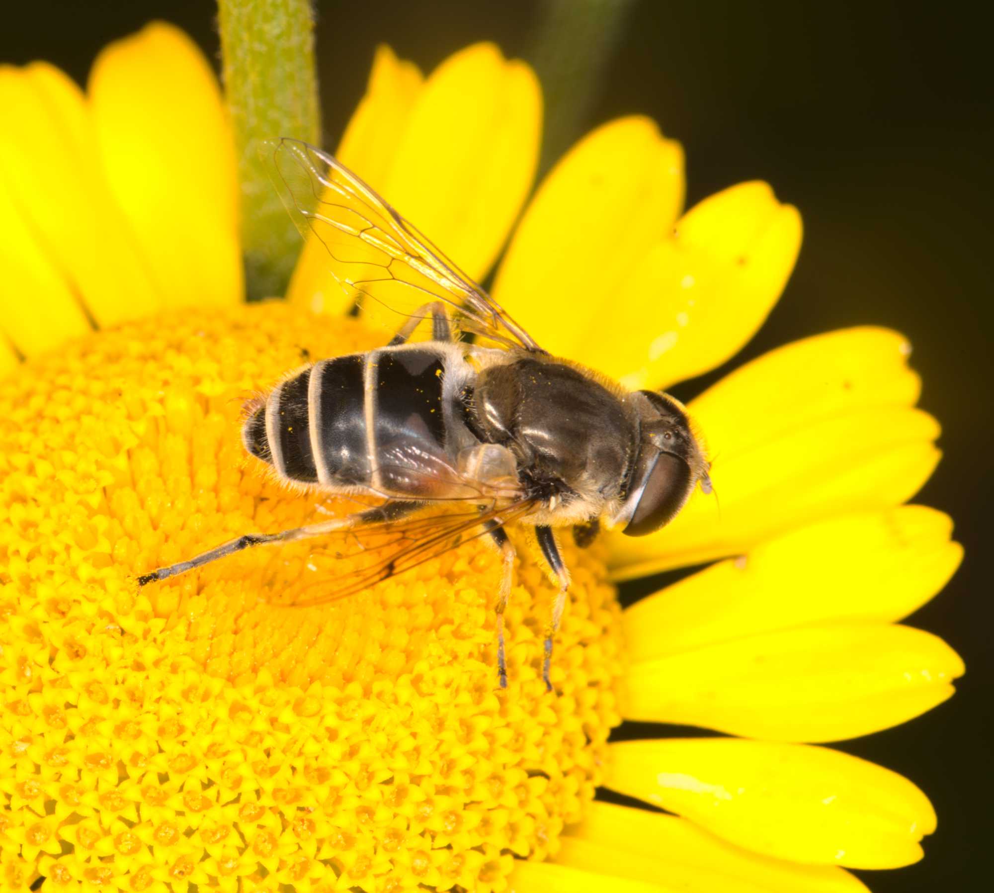 Eristalis arbustorum/abusiva (Eristalis arbustorum/abusiva), Lokation: Deutschland | Nordrhein-Westfalen | Heinsberg | Wassenberg Kategorien: Bienen, Familie: Syrphidae (Schwebfliegen), Datum: 09.07.2021