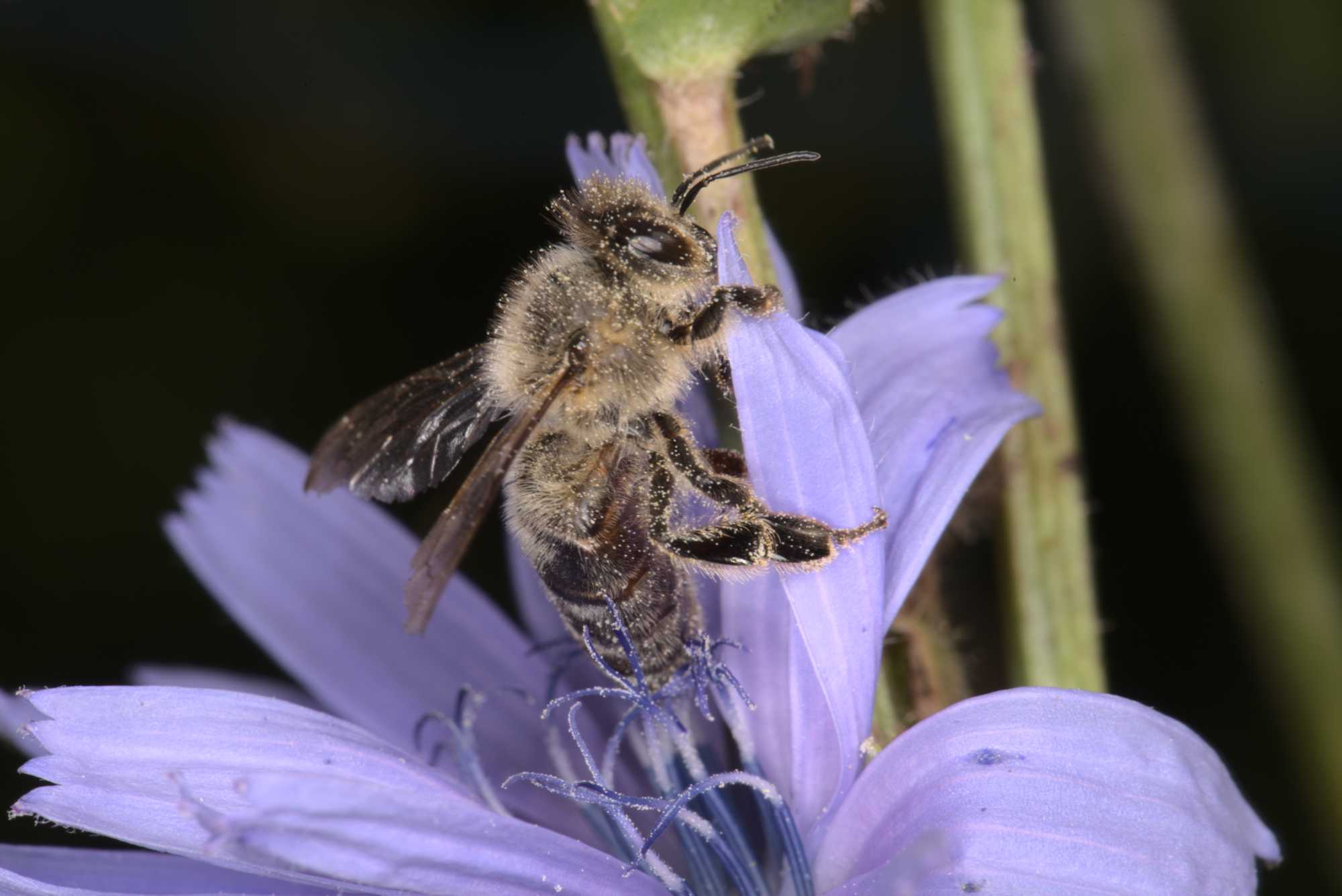 Honigbiene (Apis mellifera), Lokation: Deutschland | Nordrhein-Westfalen | Heinsberg | Wassenberg Kategorien: Bienen, Hortus rusticus, Familie: Apidae (Echte Bienen), Datum: 14.08.2021