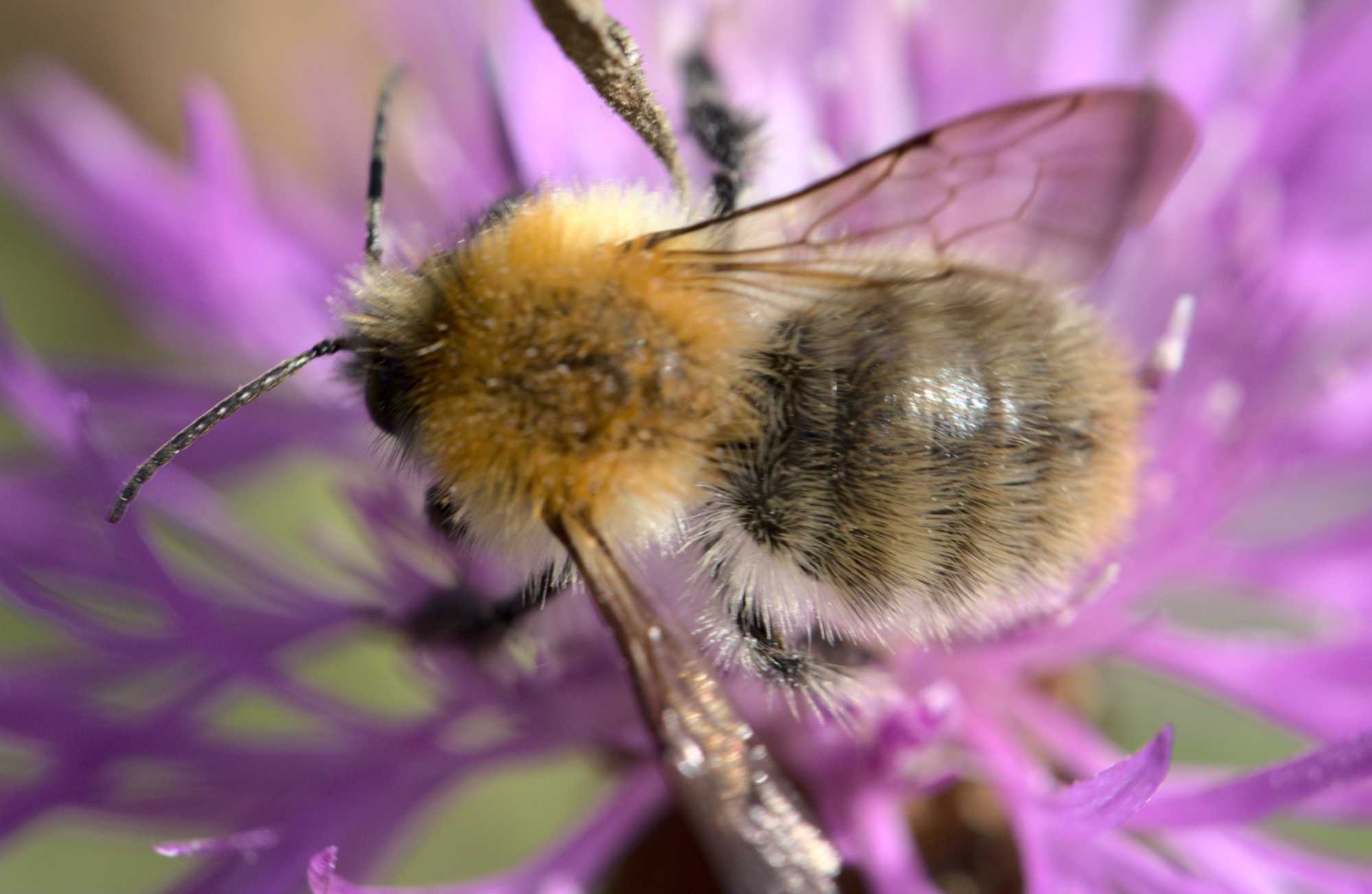 Ackerhummel (Bombus pascuorum), Lokation: Deutschland | Nordrhein-Westfalen | Heinsberg | Wassenberg Kategorien: Bienen, Familie: Apidae (Echte Bienen), Datum: 08.09.2021