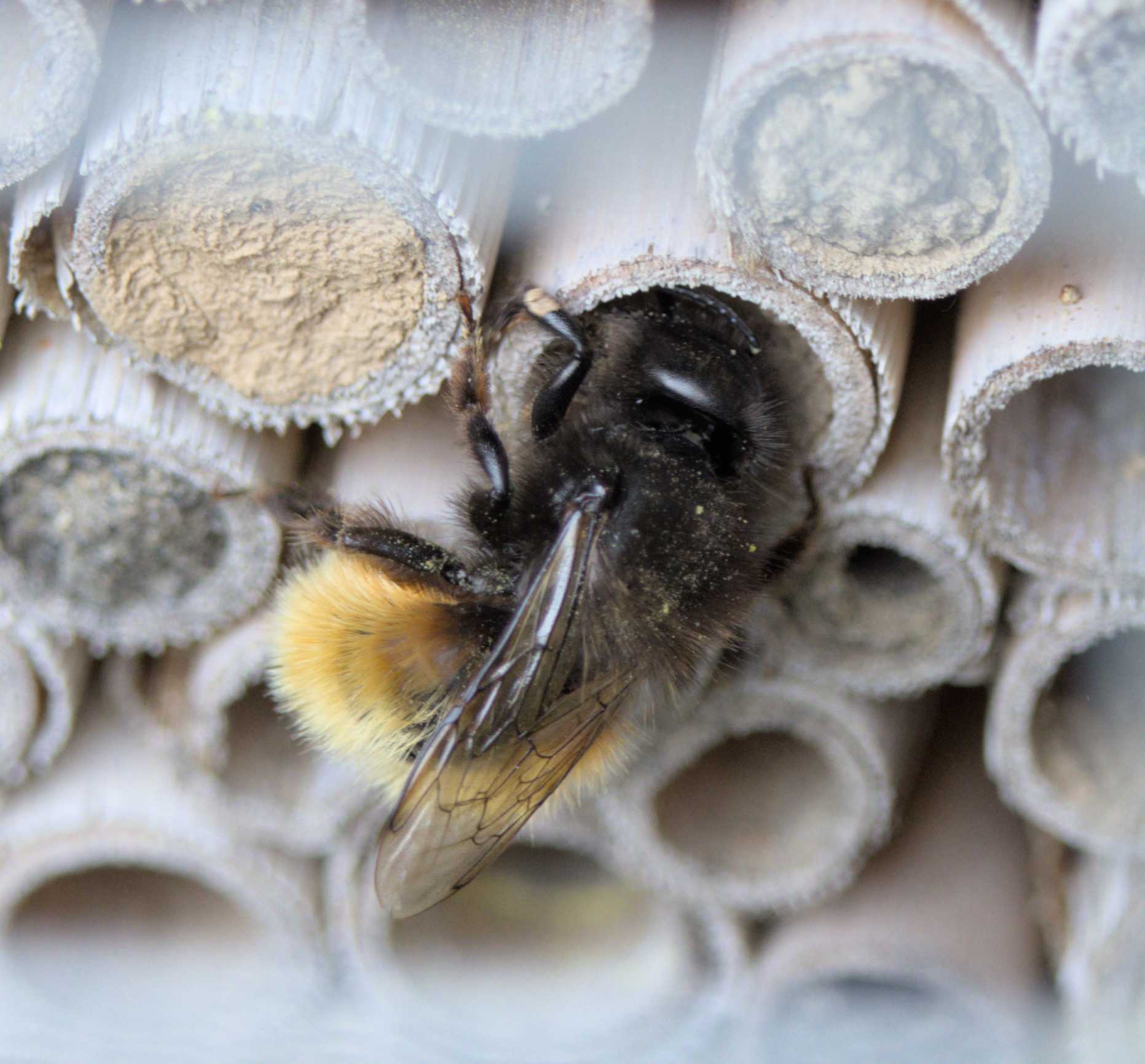 Gehörnte Mauerbiene (Osmia cornuta), Lokation: Deutschland | Nordrhein-Westfalen | Heinsberg | Wassenberg Kategorien: Bienen, Familie: Megachilidae (Bauchsammlerbienen), Datum: 05.05.2022