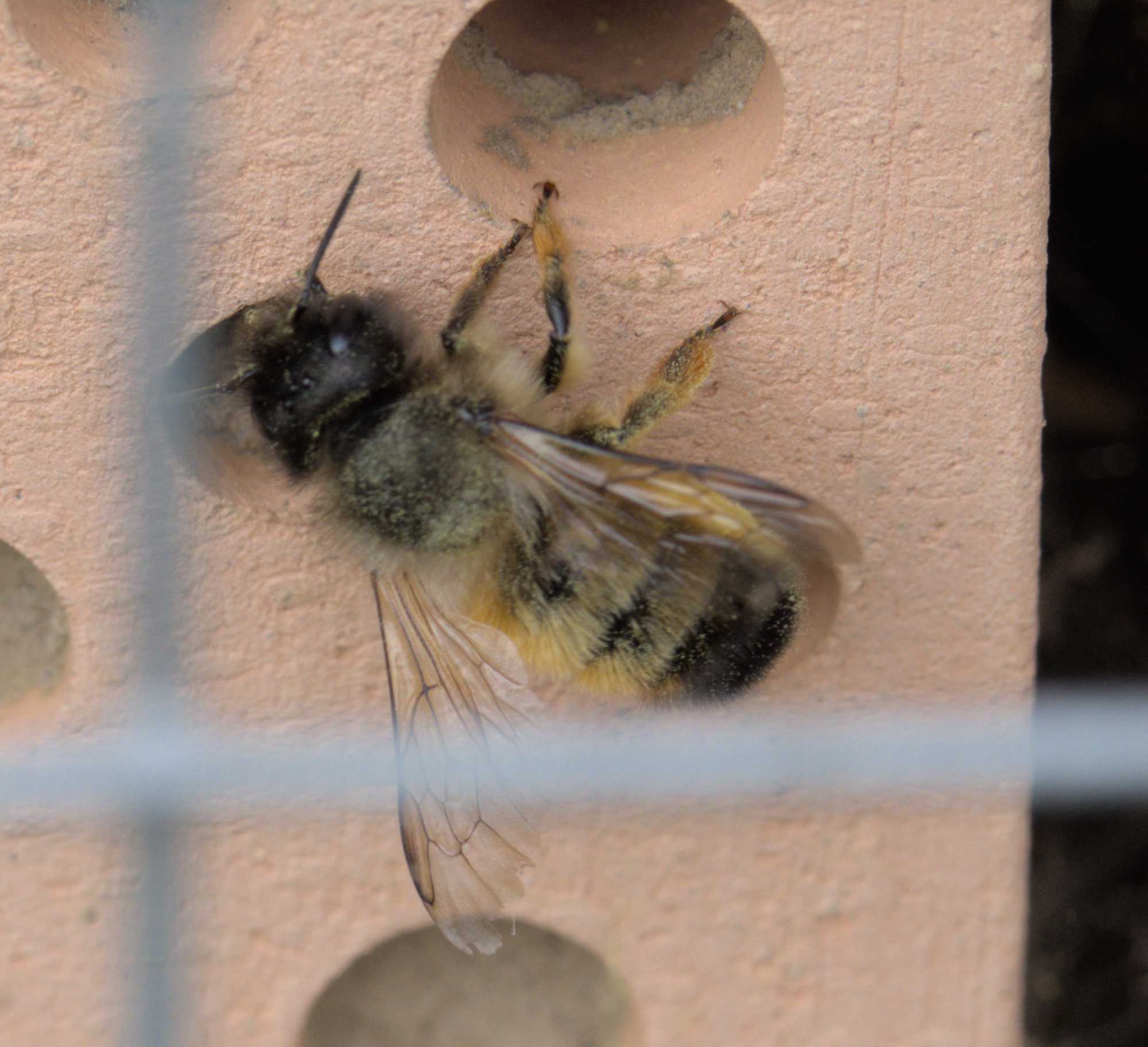 Rote Mauerbiene (Osmia bicornis), Lokation: Deutschland | Nordrhein-Westfalen | Heinsberg | Wassenberg Kategorien: Bienen, Familie: Megachilidae (Bauchsammlerbienen), Datum: 05.05.2022