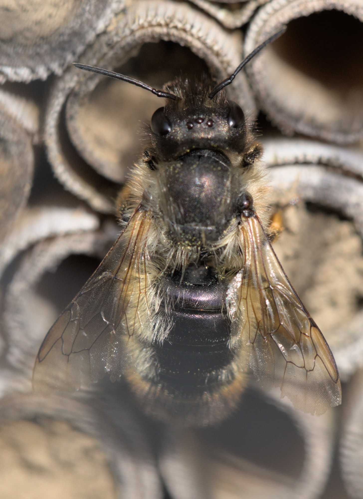 Rote Mauerbiene (Osmia bicornis), Lokation: Deutschland | Nordrhein-Westfalen | Heinsberg | Wassenberg Kategorien: Bienen, Familie: Megachilidae (Bauchsammlerbienen), Datum: 22.05.2022