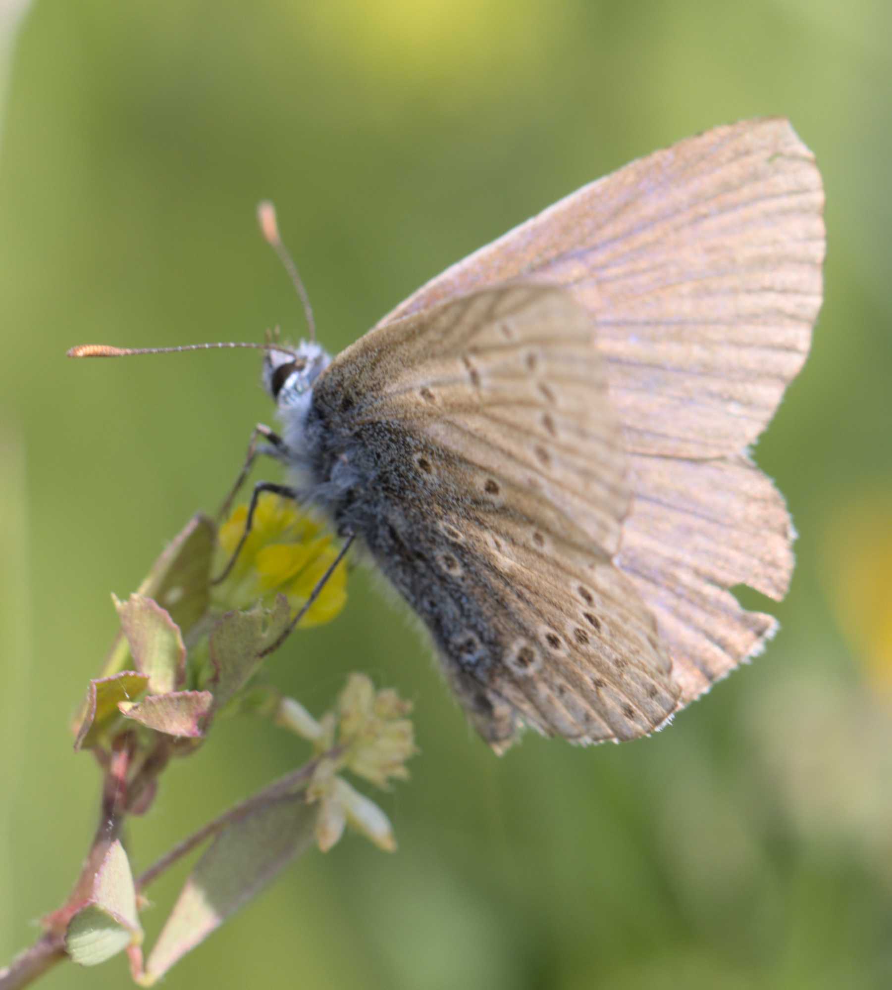 Hauhechel-Bläuling (Polyommatus icarus), Lokation: Niederlande | Limburg | Roerdalen | Vlodrop Kategorien: Schmetterlinge, Familie: Lycaenidae (Bläulinge), Datum: 04.06.2022