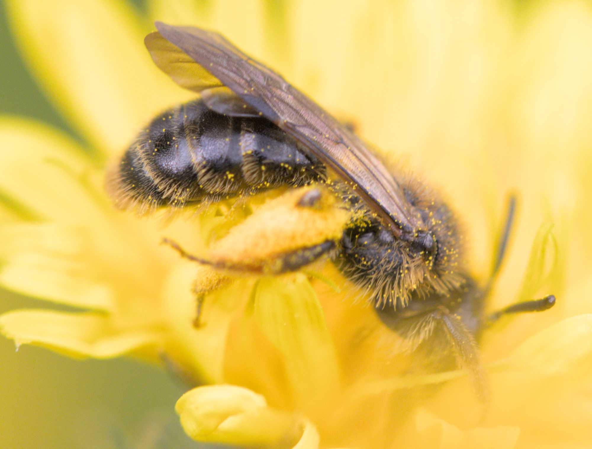 Pippau-Sandbiene (Andrena fulvago), Lokation: Deutschland | Nordrhein-Westfalen | Heinsberg | Erkelenz Kategorien: Bienen, Familie: Andrenidae (Sandbienen), Datum: 06.06.2022