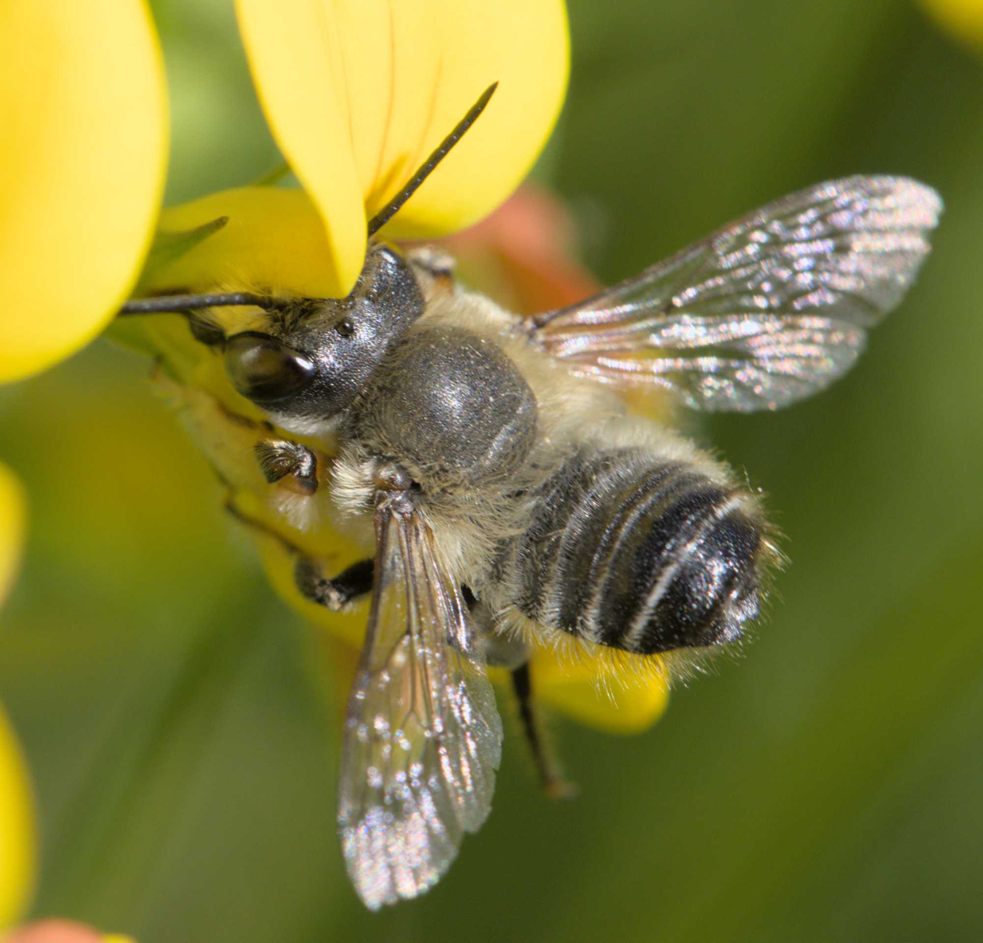 Totholz-Blattschneiderbiene (Megachile willughbiella), Lokation: Deutschland | Nordrhein-Westfalen | Heinsberg | Wassenberg Kategorien: Bienen, Familie: Megachilidae (Bauchsammlerbienen), Datum: 16.06.2022