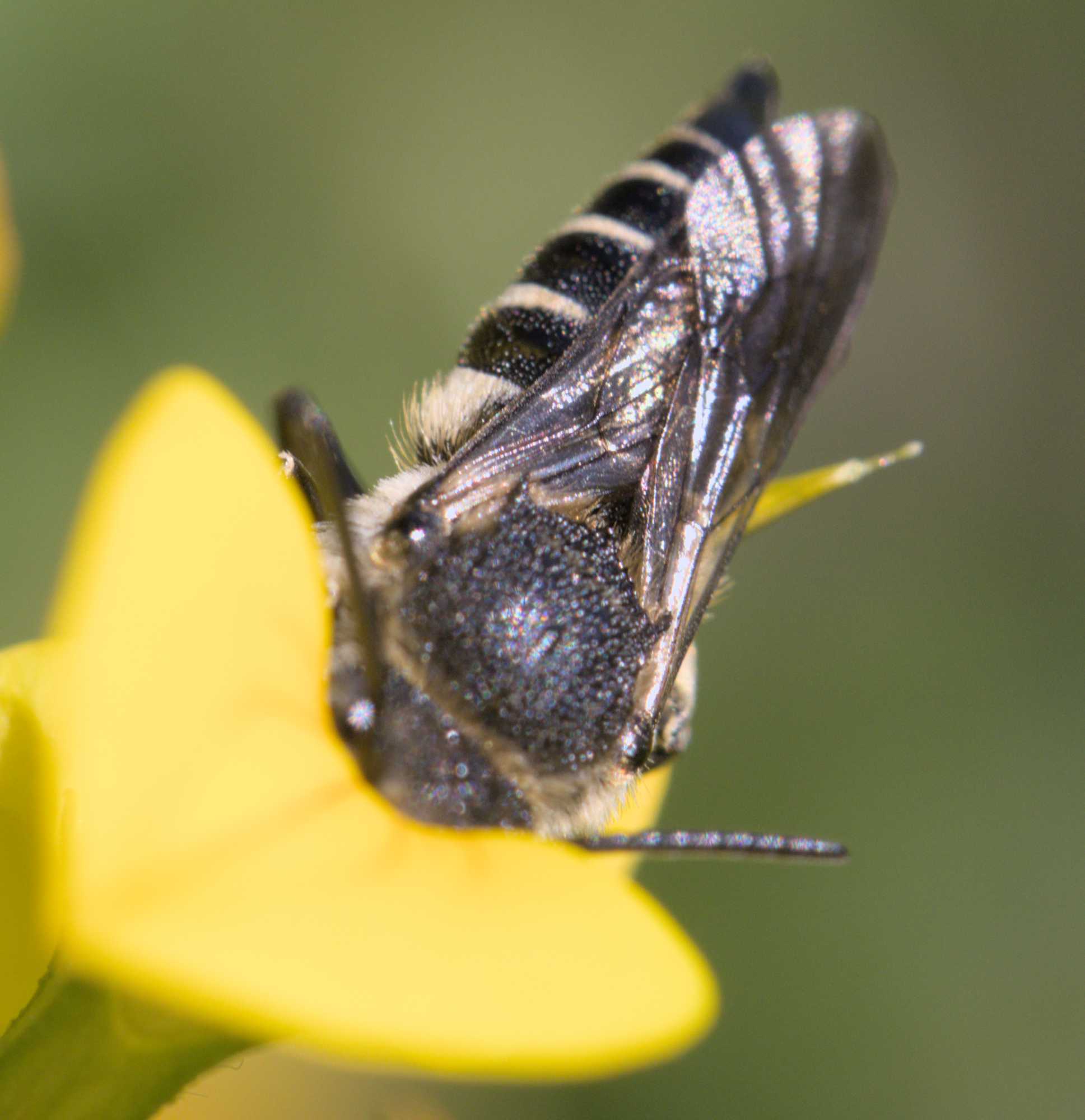 Goldsaum Kegelbiene (Coelioxys aurolimbatus), Lokation: Deutschland | Nordrhein-Westfalen | Heinsberg | Wassenberg Kategorien: Bienen, Familie: Megachilidae (Bauchsammlerbienen), Datum: 16.06.2022