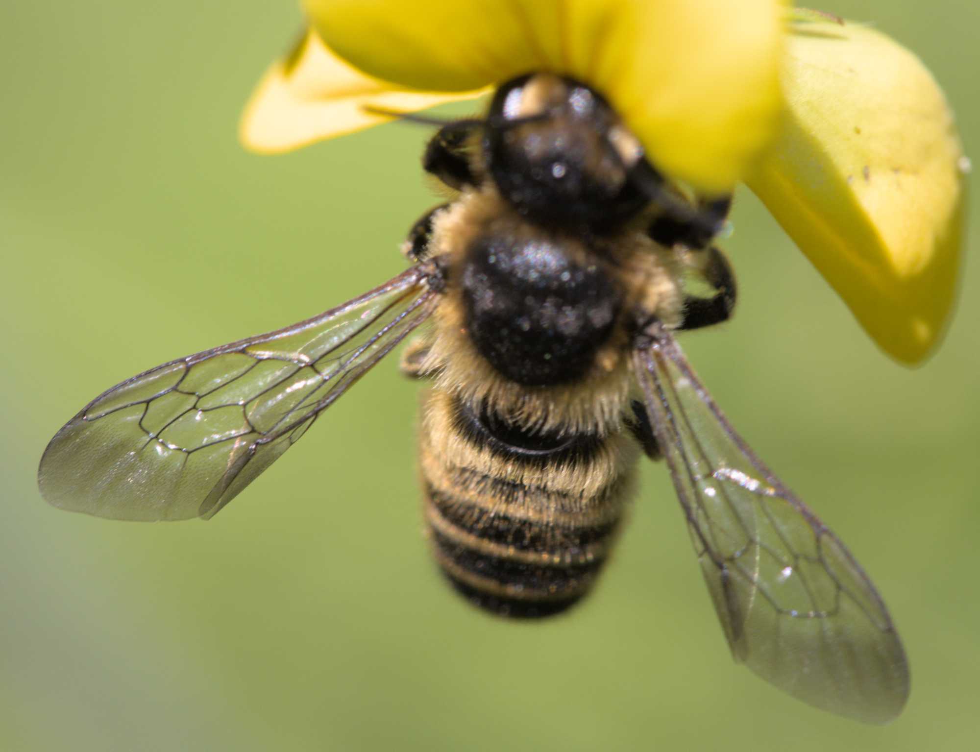 Platterbsen-Mörtelbiene (Megachile ericetorum), Lokation: Deutschland | Nordrhein-Westfalen | Heinsberg | Wassenberg Kategorien: Bienen, Familie: Megachilidae (Bauchsammlerbienen), Datum: 16.06.2022