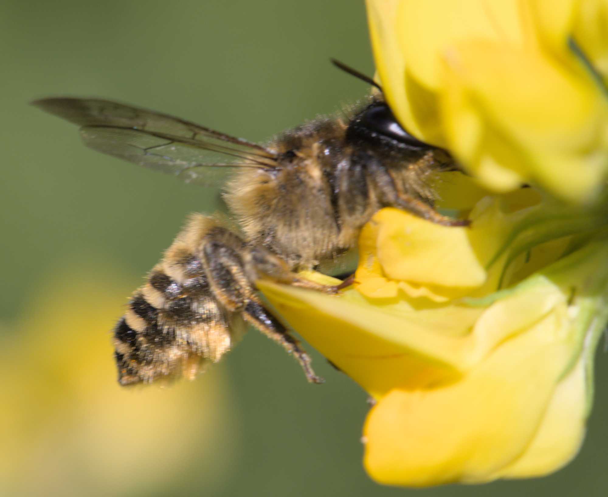 Platterbsen-Mörtelbiene (Megachile ericetorum), Lokation: Deutschland | Nordrhein-Westfalen | Heinsberg | Wassenberg Kategorien: Bienen, Familie: Megachilidae (Bauchsammlerbienen), Datum: 16.06.2022