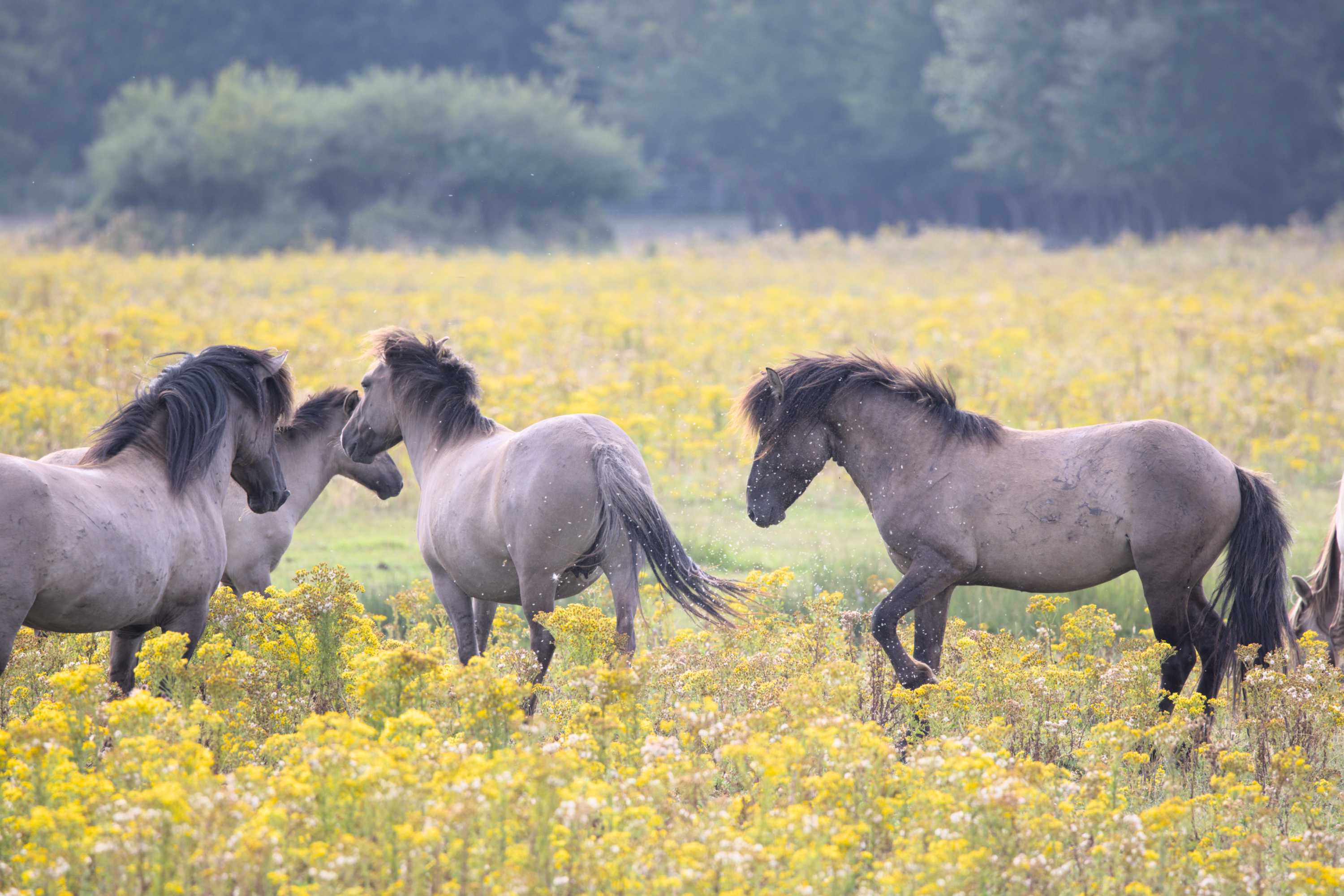 Lokation: Niederlande | Zeeland | Veere | Vrouwenpolder Kategorien: Pferde, Säugetiere, Datum: 30.07.2022