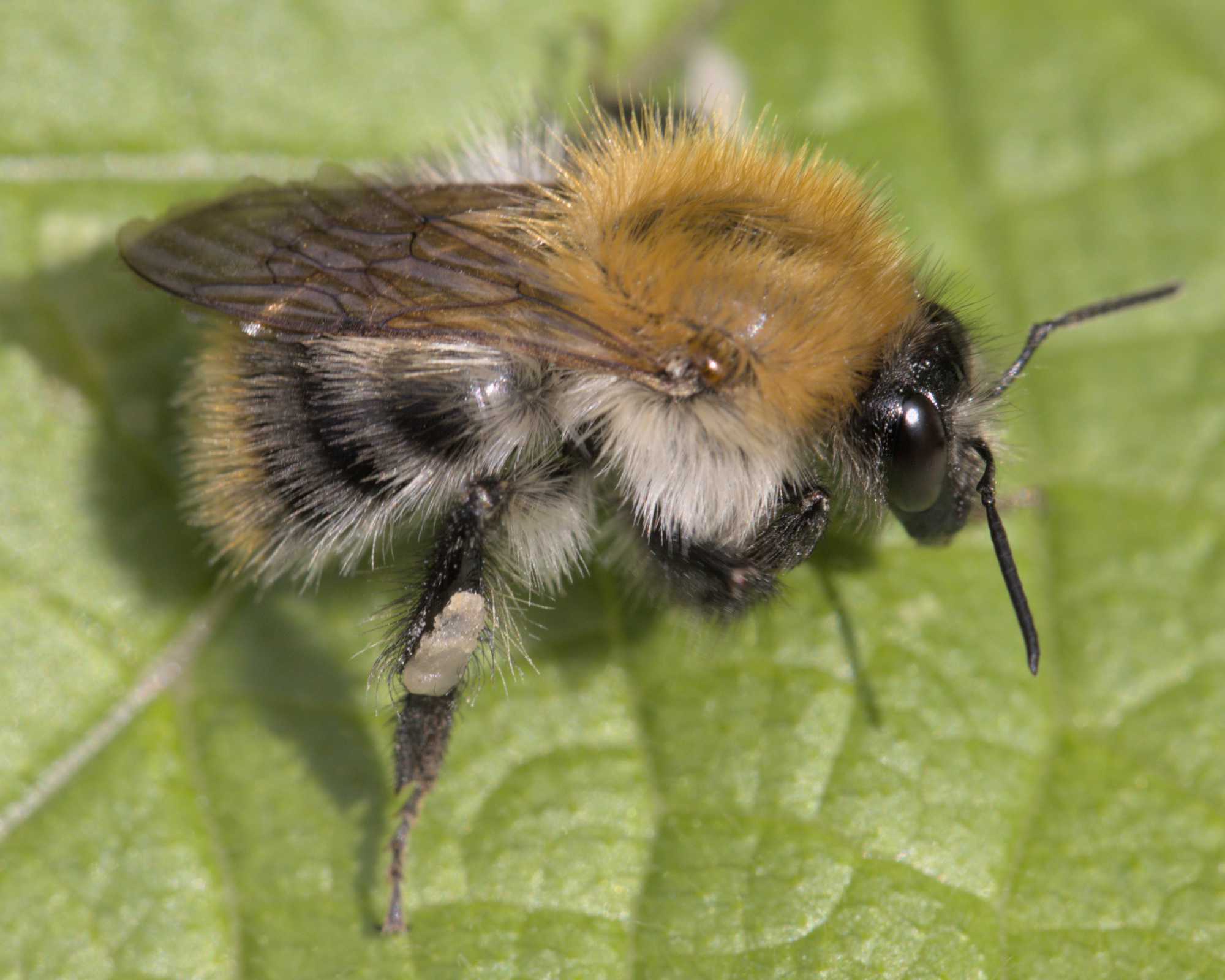 Ackerhummel (Bombus pascuorum), Lokation: Deutschland | Nordrhein-Westfalen | Heinsberg | Wassenberg Kategorien: Insekten, Hortus rusticus, Familie: Apidae (Echte Bienen), Datum: 09.06.2022