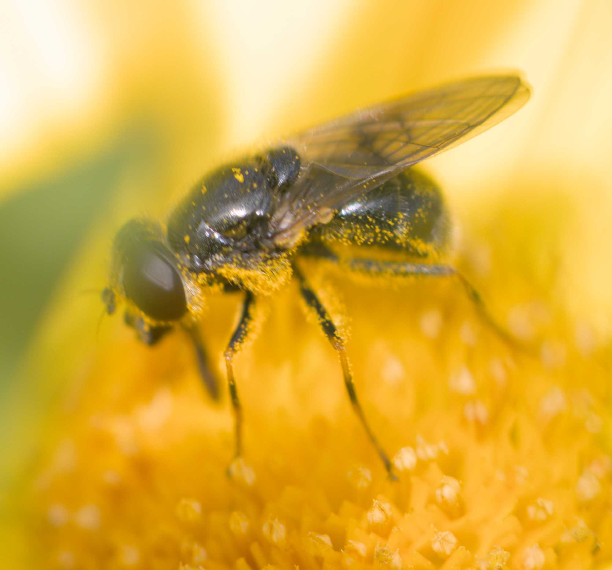 Cheilosia caerulescens (Cheilosia caerulescens), Lokation: Deutschland | Nordrhein-Westfalen | Heinsberg | Wassenberg Kategorien: Bienen, Hortus rusticus, Familie: Syrphidae (Schwebfliegen), Datum: 29.06.2022