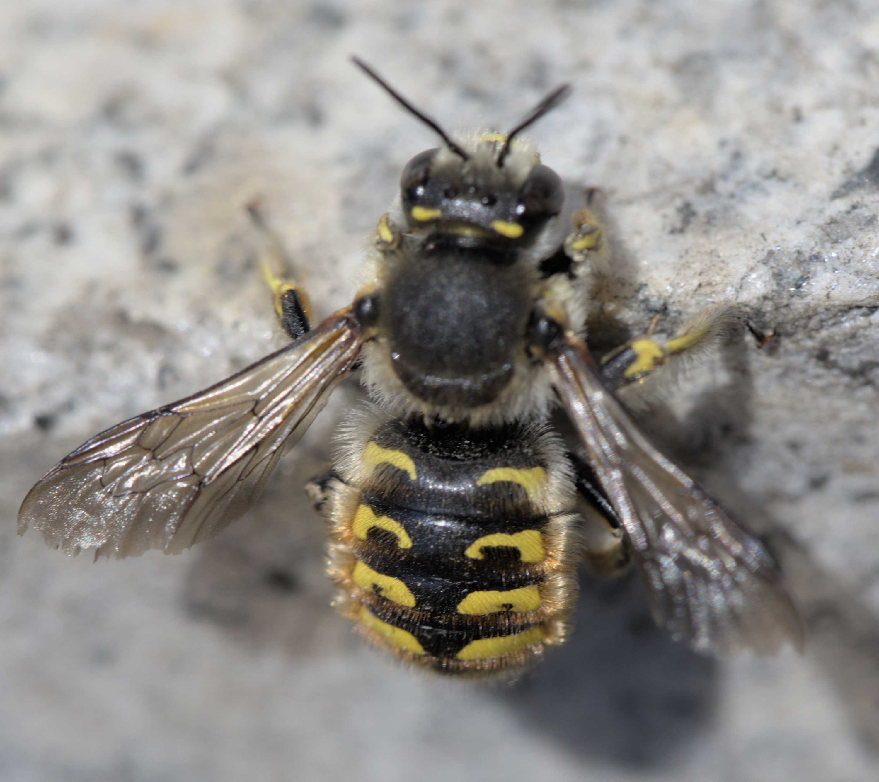 Garten-Wollbiene (Anthidium manicatum), Lokation: Deutschland | Nordrhein-Westfalen | Heinsberg | Wassenberg Kategorien: Bienen, Familie: Megachilidae (Bauchsammlerbienen), Datum: 02.07.2022