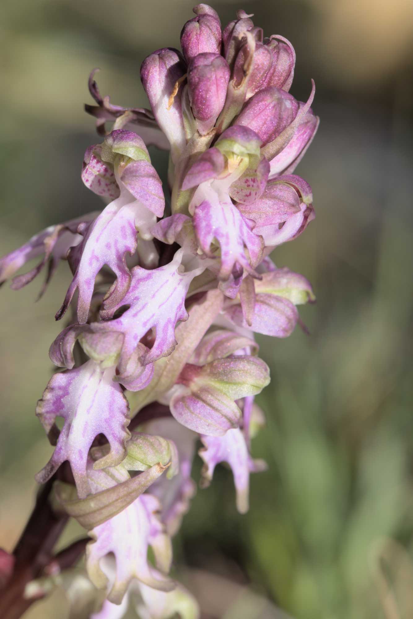 Riesenknabenkraut (Himantoglossum robertianum), Lokation: Frankreich | Hérault | Lodève | Cazevieille Kategorien: Blüte, Familie: Orchidaceae (Orchideen ), Datum: 25.02.2022