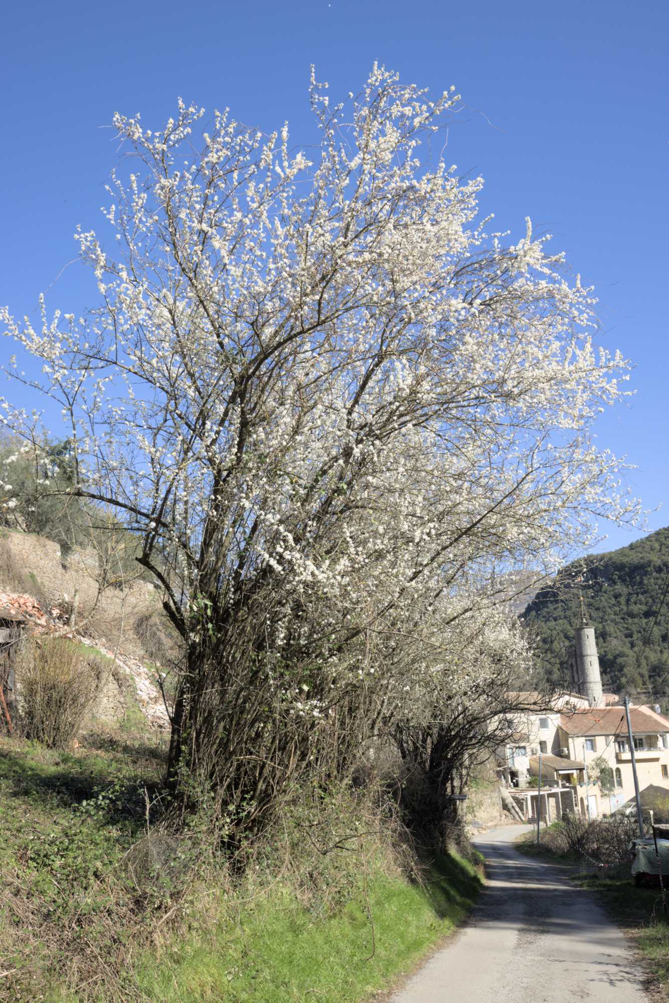 Lokation: Frankreich | Gard | Le Vigan | Sumène Kategorien: Dorf, Datum: 26.02.2022