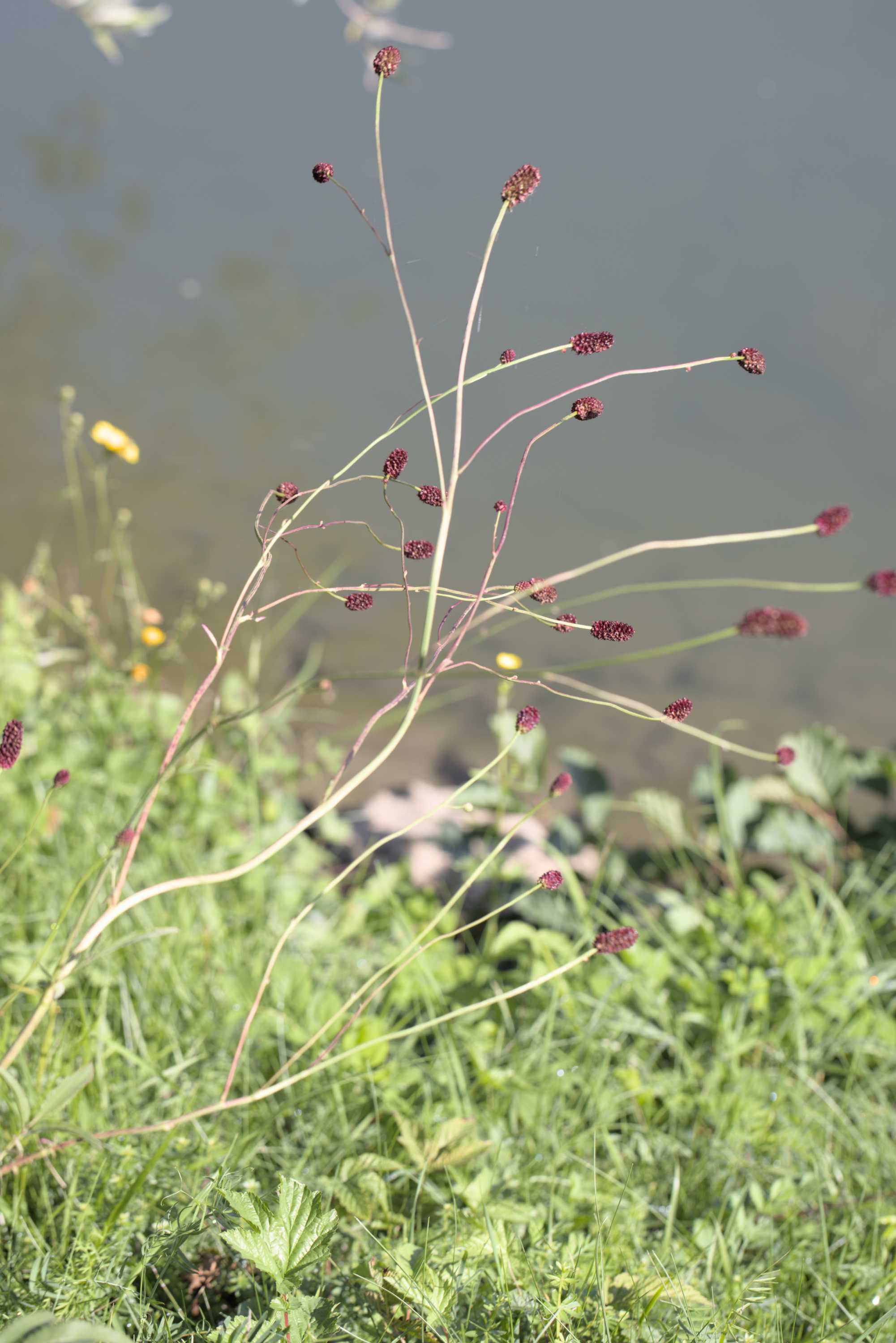 Großer Wiesenknopf (Sanguisorba officinalis), Lokation: Slowenien | Ostslowenien | Drau-Gegend | Ptuj Kategorien: Blüte, Familie: Rosaceae (Rosengewächse ), Datum: 11.09.2022
