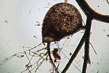 Fangblase unter dem Mikroskop, Lokation: 80 cm Aquarium Kategorien: Mikro, Datum: 19.11.2000