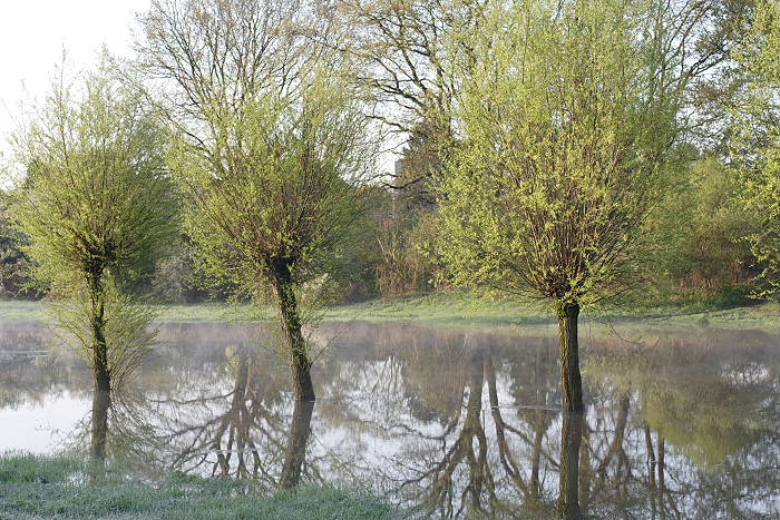 Lokation: Brücker Bruch Kategorien: Baum, Nebel, Datum: 21.04.2005
