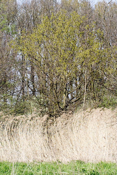 Lokation: Worringer Bruch Kategorien: Baum, Datum: 21.04.2005