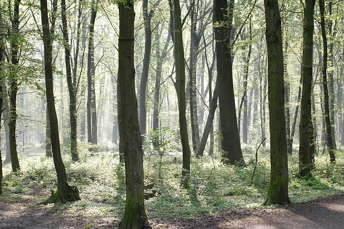 Lokation: Köln, Leidenhausen Kategorien: Baum, Datum: 01.05.2005