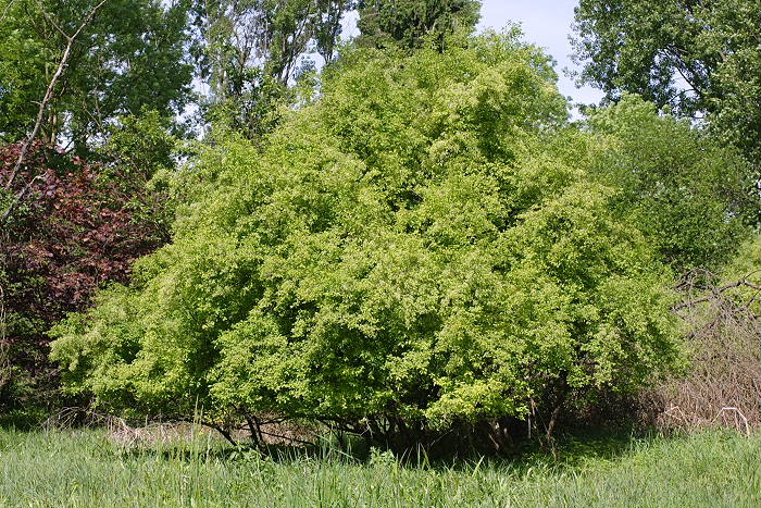Euonymus europaeus, Lokation: NSG Kradepohlsmühlenweg Kategorien: Baum, Datum: 26.05.2005