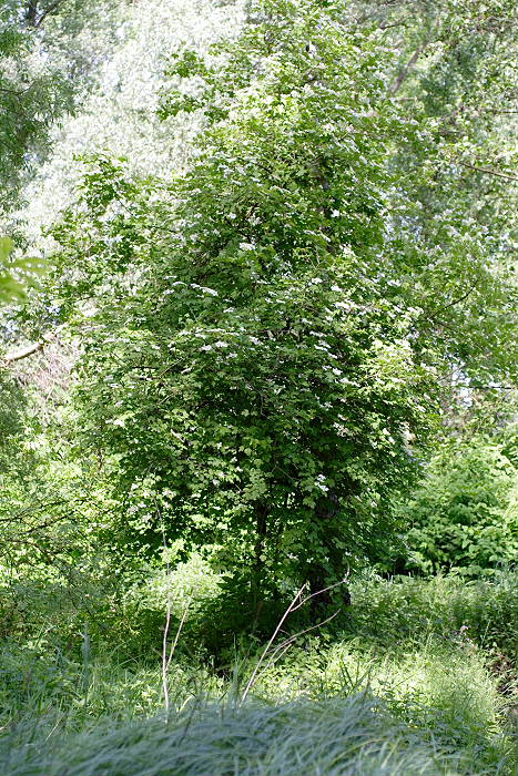 Viburnum opulus, Lokation: NSG Kradepohlsmühlenweg Kategorien: Baum, Datum: 26.05.2005