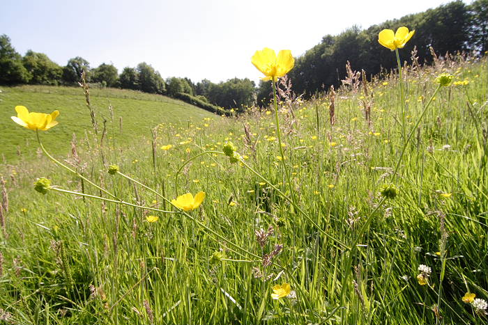 Lokation: Rösrath, Lüghausen Kategorien: Habitus, Datum: 18.06.2005