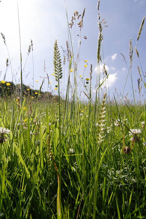 Lokation: Rösrath, Lüghausen Kategorien: Habitus, Datum: 18.06.2005