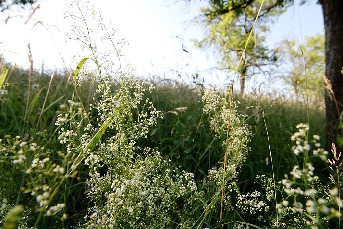 Lokation: Rösrath, Menzlingen Kategorien: Habitus, Datum: 19.06.2005