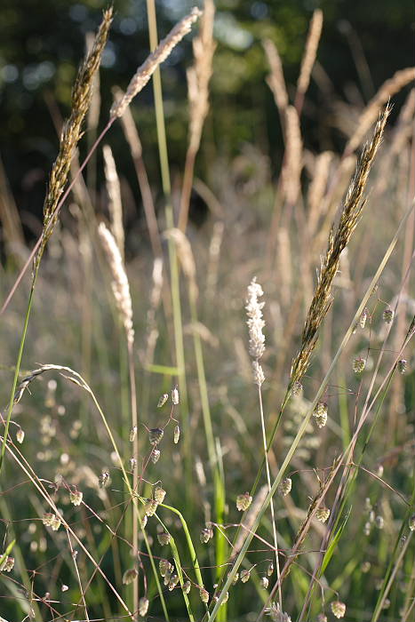 Lokation: Rösrath, Menzlingen Kategorien: Habitus, Datum: 19.06.2005