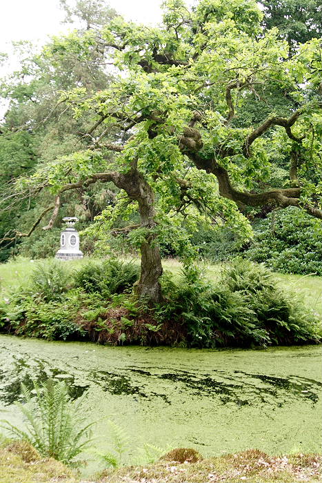 Lokation: Ostfriesland, Lütesburg Kategorien: Garten, Datum: 13.07.2005