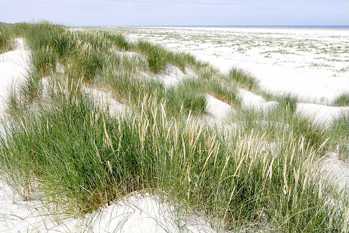 Lokation: Ostfriesland, Juist Kategorien: Vegetation, Strand, Datum: 18.07.2005