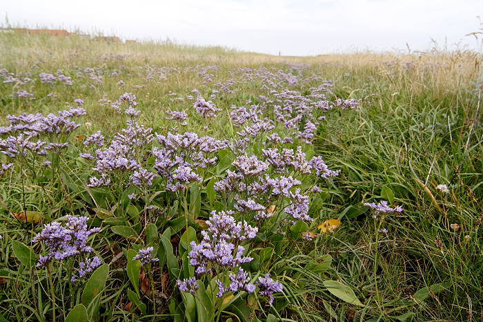 Lokation: Ostfriesland, Juist Kategorien: Habitus, Datum: 18.07.2005