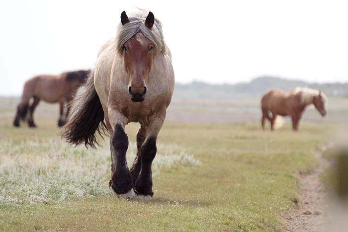 Lokation: Ostfriesland, Juist Kategorien: Pferde, Datum: 18.07.2005