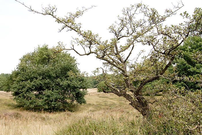 Lokation: Niedersachsen, Borkener Paradies Kategorien: Baum, Datum: 24.07.2005
