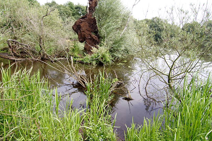 Lokation: Niedersachsen, Borkener Paradies Kategorien: Fluss, Datum: 24.07.2005