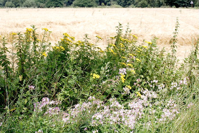 Lokation: Niedersachsen, Borkener Paradies Kategorien: Vegetation, Datum: 24.07.2005