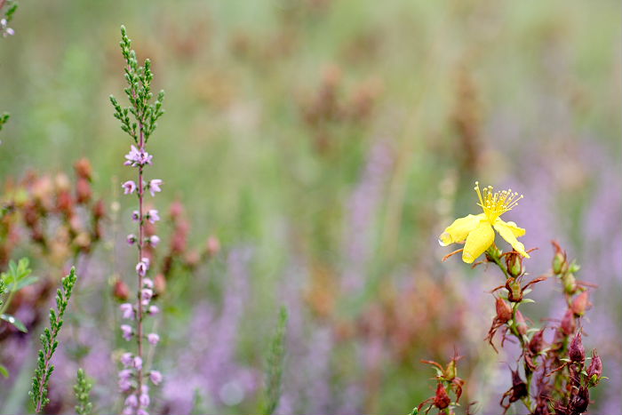 Lokation: Wahner Heide, Geisterbusch Kategorien: Blüte, Datum: 11.09.2005