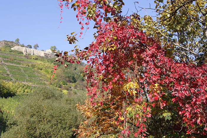 Lokation: Ahrtal Kategorien: Landschaft, Herbst, Datum: 11.10.2005