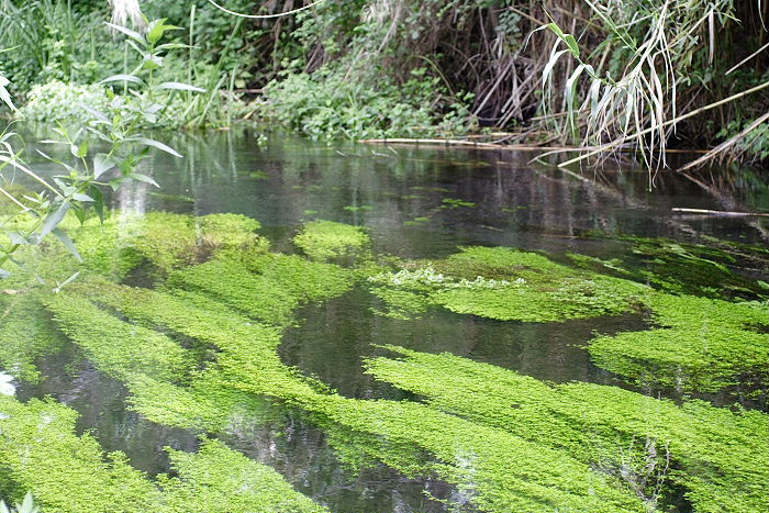 Lokation: Sizilien, Fiumefreddo Kategorien: Vegetation, Fluss, Datum: 17.04.2006