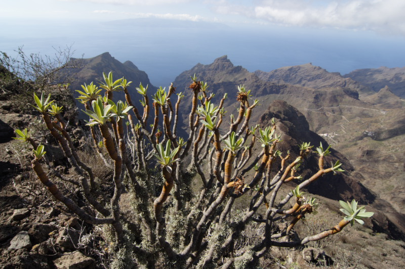 Lokation: Spanien | Canarias | Masca | Masca Kategorien: Datum: 02.12.2007