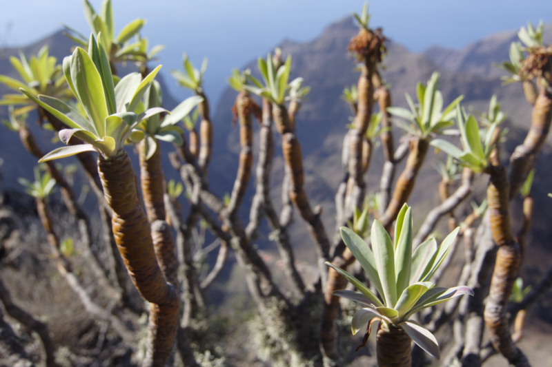 Lokation: Spanien | Canarias | Masca | Masca Kategorien: Datum: 02.12.2007