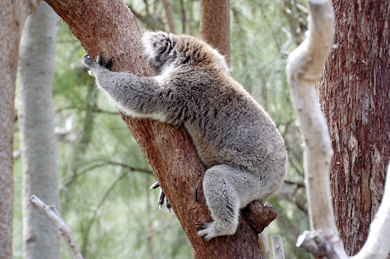 Koala, Lokation: Australien | Western Australia | Yanchep | Yanchep Kategorien: Familie: Phascolarctidae (Koalas), Datum: 22.10.2008