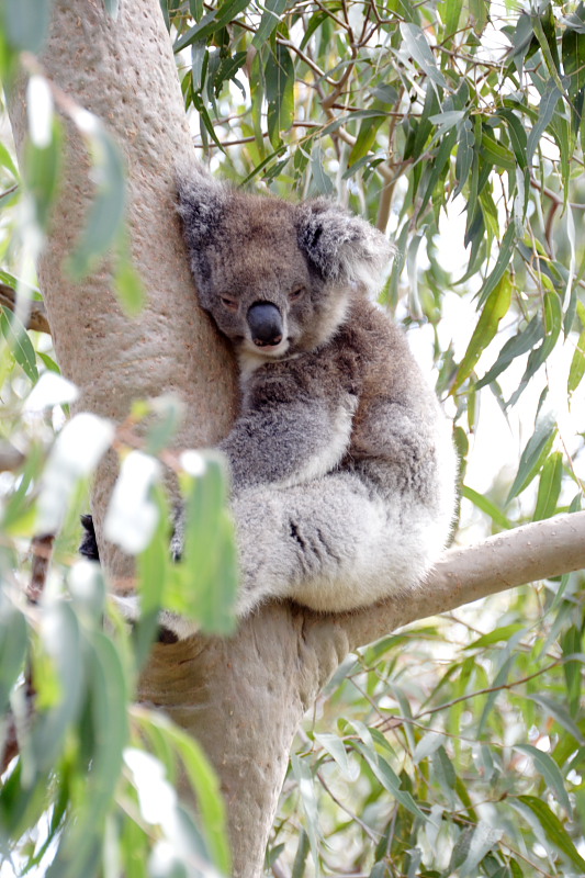 Koala, Lokation: Australien | Western Australia | Yanchep | Yanchep Kategorien: Familie: Phascolarctidae (Koalas), Datum: 22.10.2008