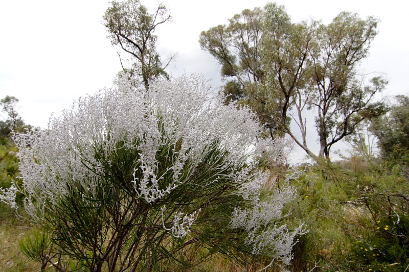 Conospermum spec., Lokation: Australien | Western Australia | Yanchep | Yanchep Kategorien: Familie: Proteaceae (Proteusgewächse ), Datum: 22.10.2008