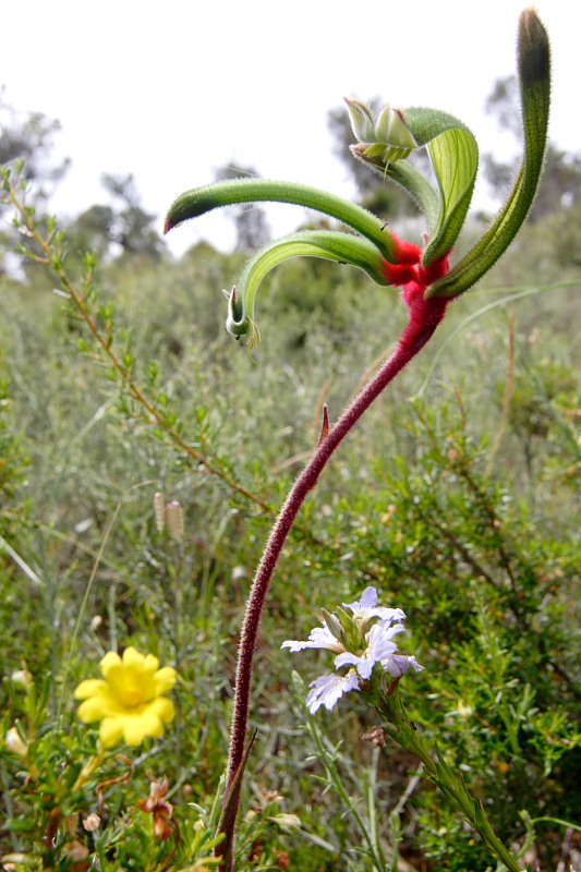 Anigozanthos spec., Lokation: Australien | Western Australia | Yanchep | Yanchep Kategorien: Familie: Haemodoraceae (Blutwurzgewächse), Datum: 22.10.2008
