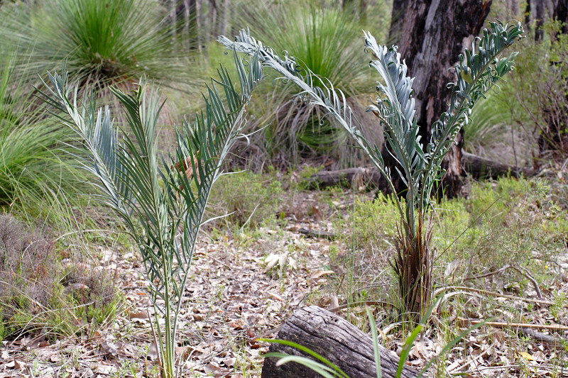 Macrozamia riedlei, Lokation: Australien | Western Australia | Karragullen | Smailes Mill Kategorien: Familie: Zamiaceae (Palmfarne ), Datum: 26.10.2008