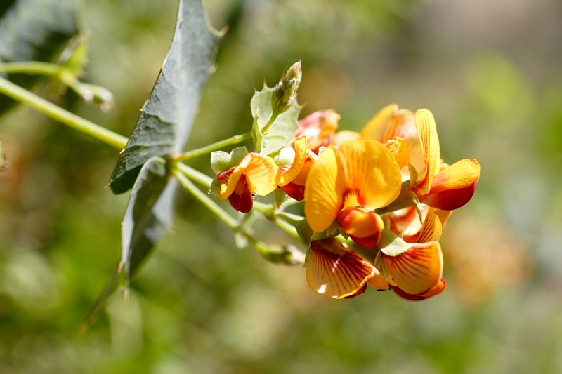 Gastrolobium spinosum, Lokation: Australien | Western Australia | Brookton | Brookton Kategorien: Familie: Fabaceae (Schmetterlingsblütler ), Datum: 26.10.2008